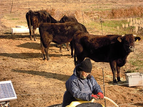 杵崎の里放牧利用組合の管理牛