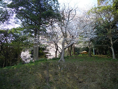 安舎公園の桜は、満開に